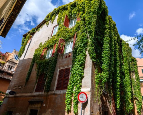 10.10.2019 Rome, Italy. The narrow streets of Trastevere. The wall of the house in the plant loach